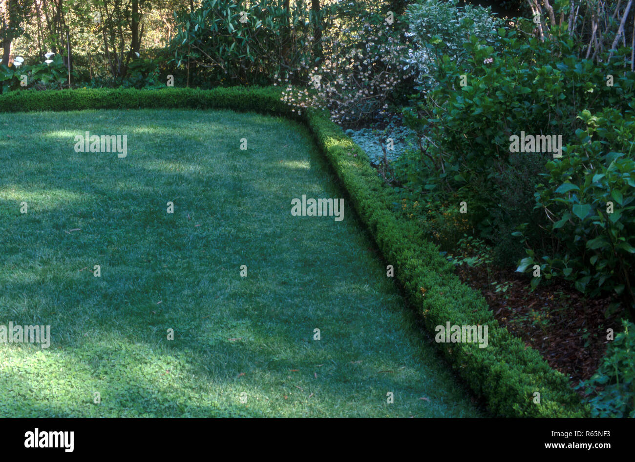 AUSTRALIAN GARDEN SCENE FEATURING A LUSH LAWN EDGED WITH LOW HEDGE Stock Photo
