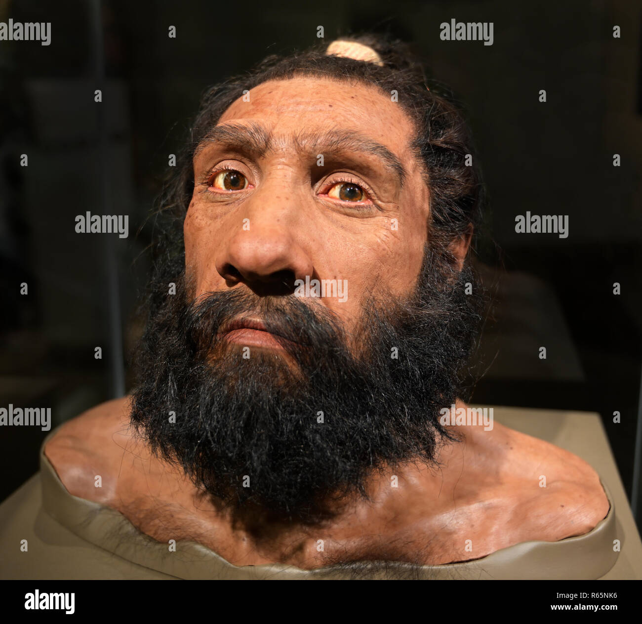 Neanderthal bust, Homo neanderthalensis, National Museum of Natural History, DC Stock Photo