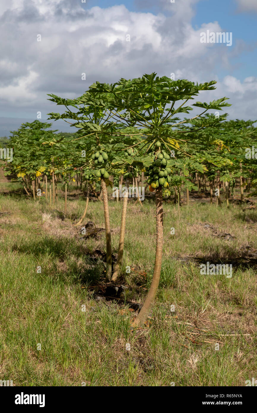 Papaya Trees High Resolution Stock Photography and Images Alamy
