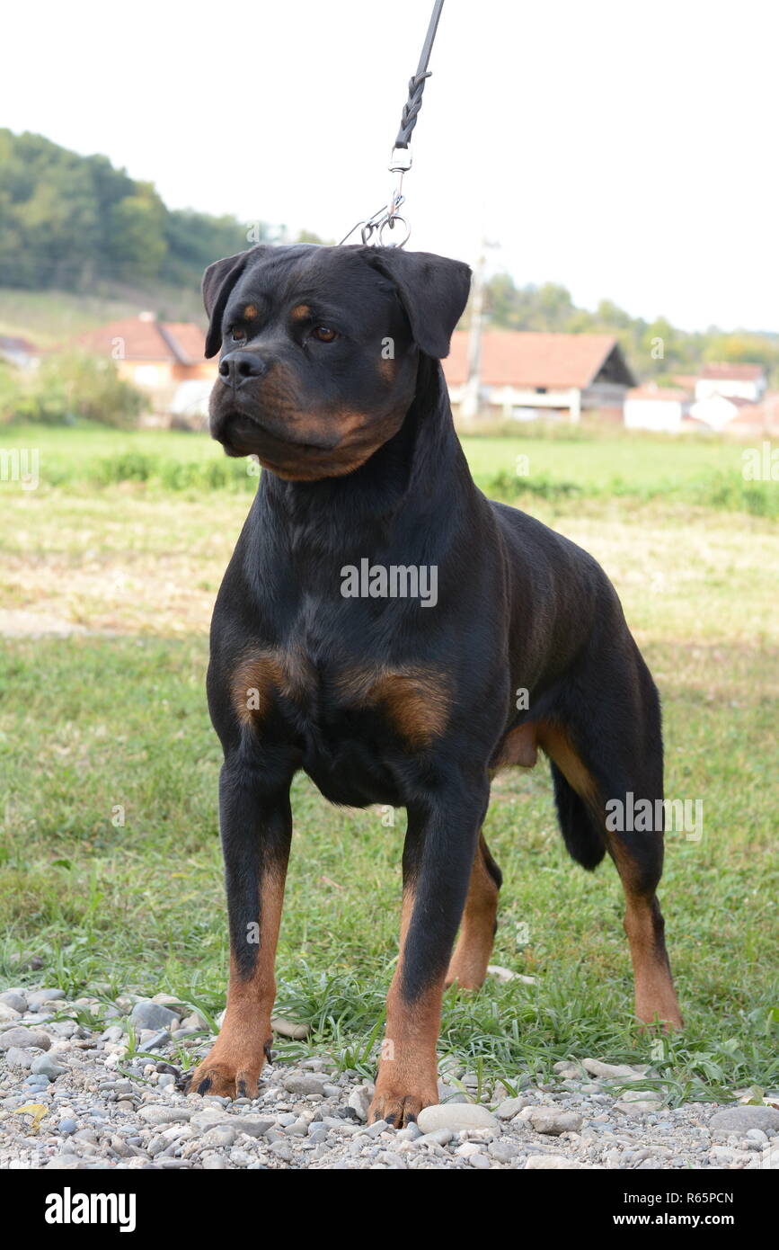 Rottweilerland hi-res stock photography and images - Alamy
