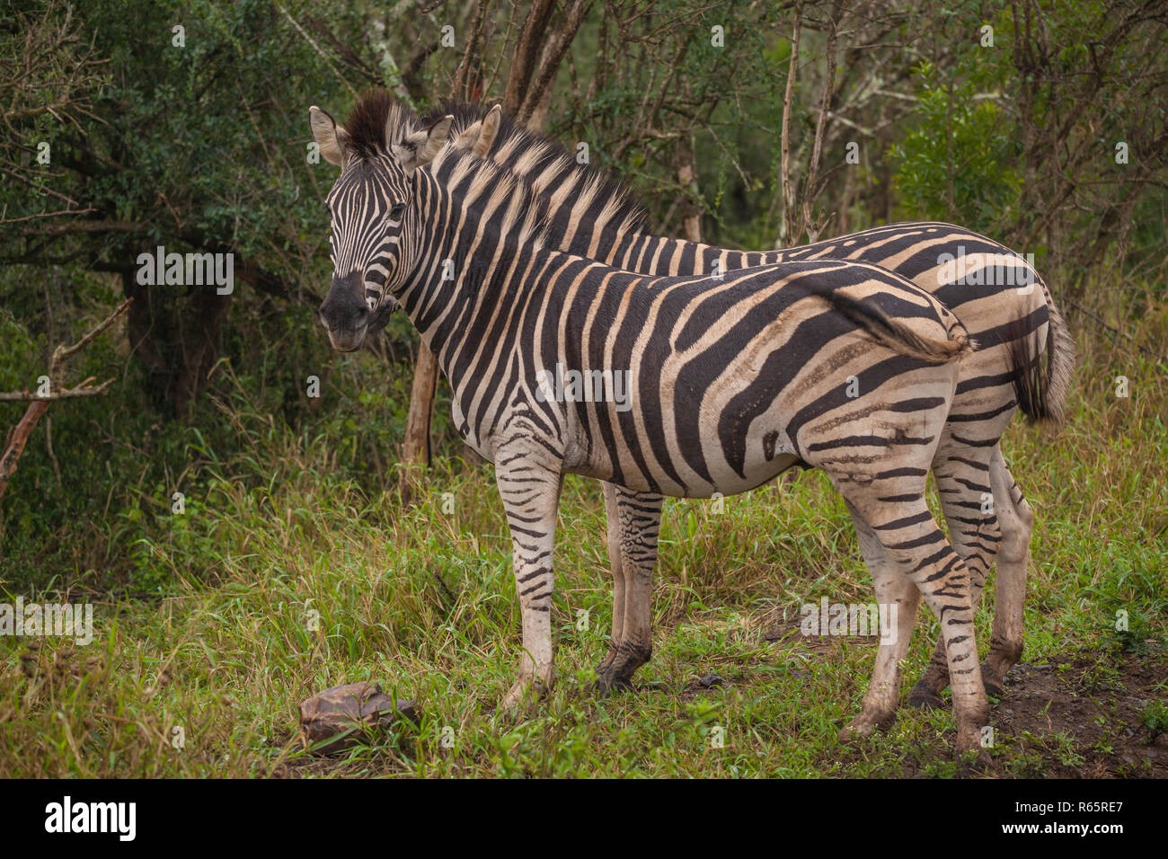 zebra looking for food Stock Photo Alamy