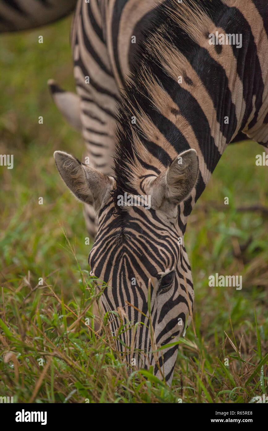 zebra looking for food Stock Photo Alamy