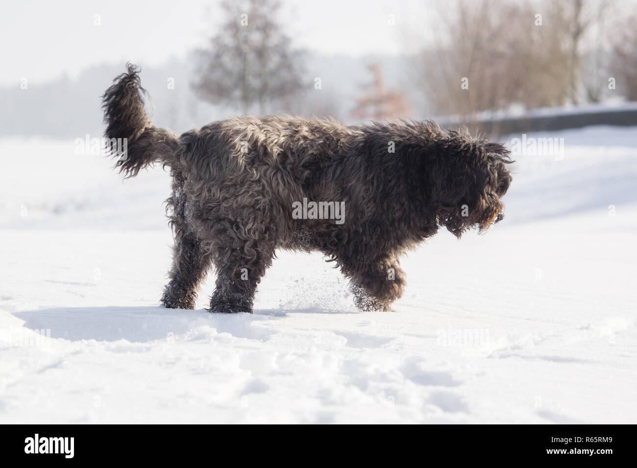 Big Dog With Long Hair In The Snow Stock Photo 227551081 Alamy