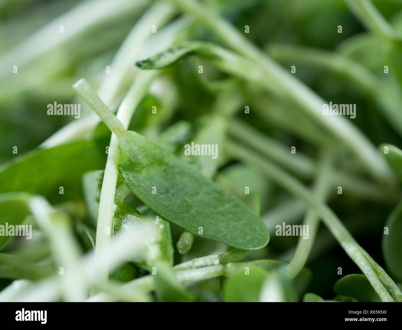 Extreme close up of fenugreek leaf (Trigonella foenum-graecum) in bowl of washed fenugreek shoots Stock Photo