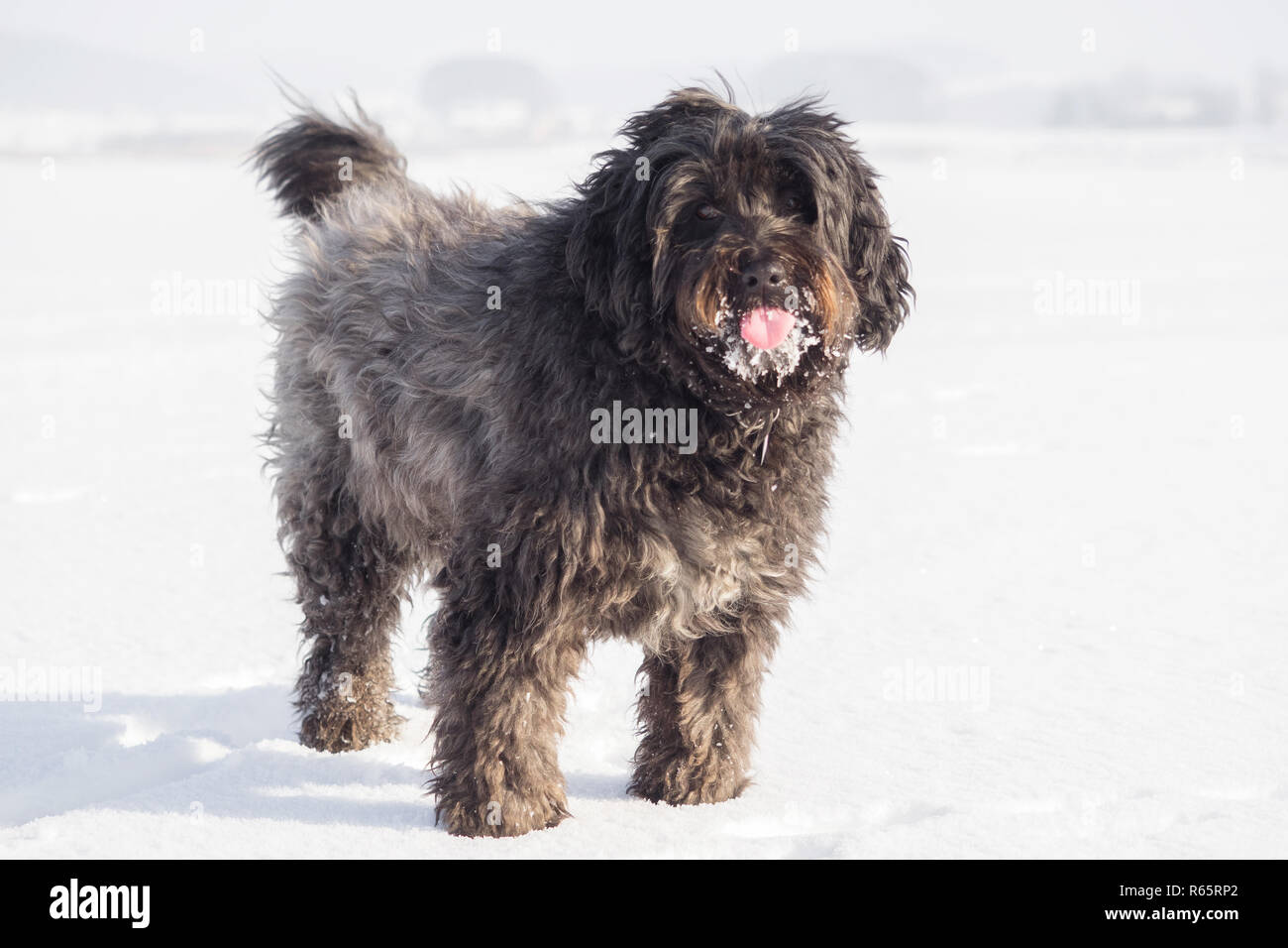Big Dog With Long Hair In The Snow Stock Photo 227551130 Alamy