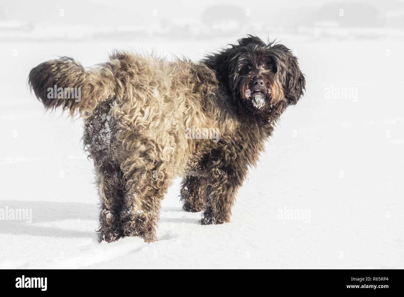Big Dog With Long Hair In The Snow Stock Photo 227551132 Alamy