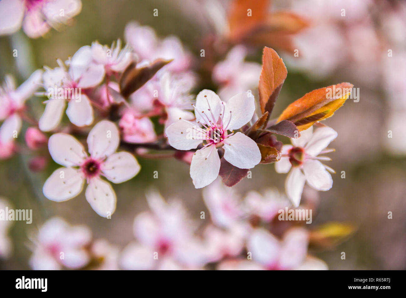 Spring Cherry blossoms on a branch pink flowers, on green natural or sky background Stock Photo