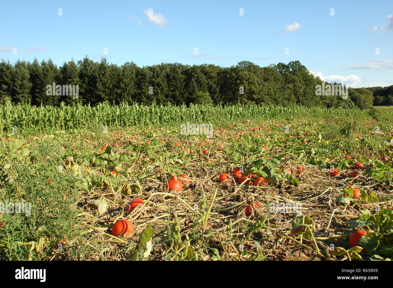 pumpkin cultivation in kandel in the sÃ¼dpfalz Stock Photo