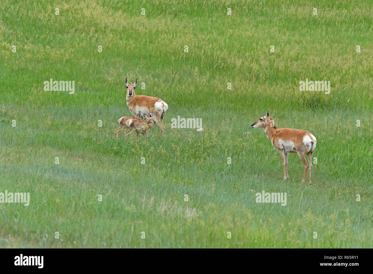 Baby Pronghorn Nursing with Mom Stock Photo