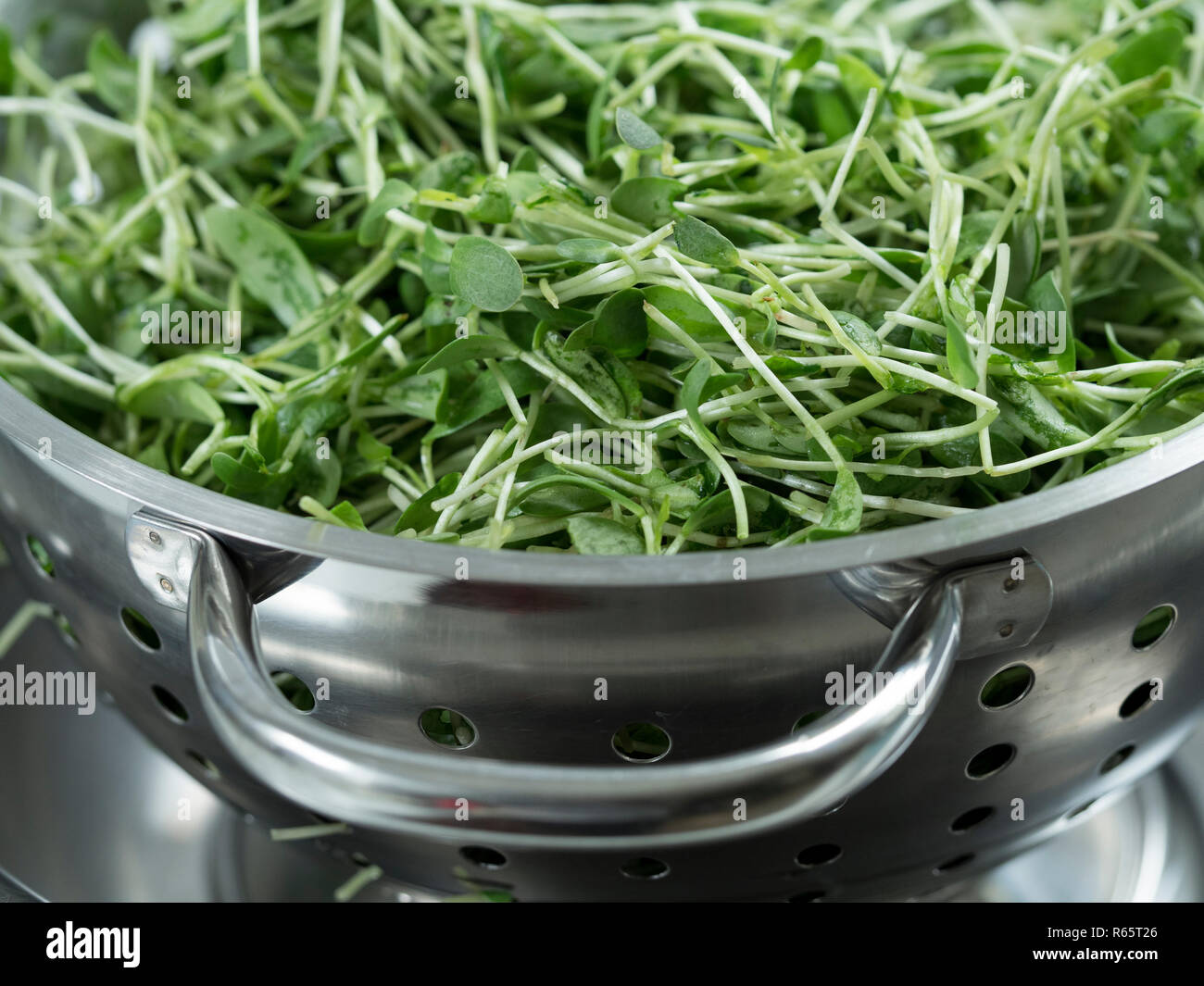 Close up of washed fenugreek (Trigonella foenum-graecum) shoots and leaves draining in stainless steel strainer Stock Photo