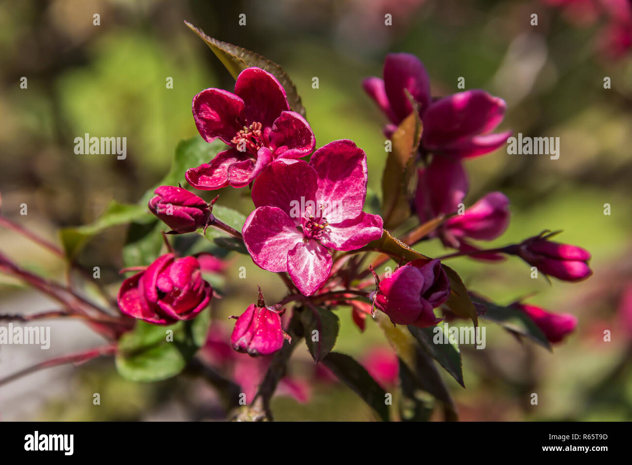 Spring Cherry Blossoms On A Branch Dark Pink Purple Flowers On