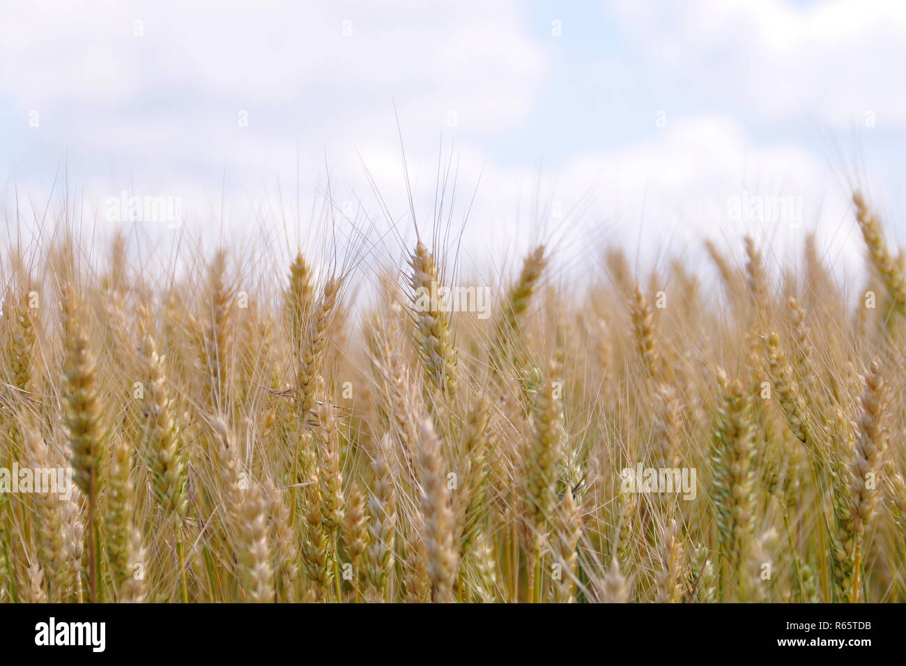 gold ears of wheat against the blue sky and clouds, wheat field closeup ...