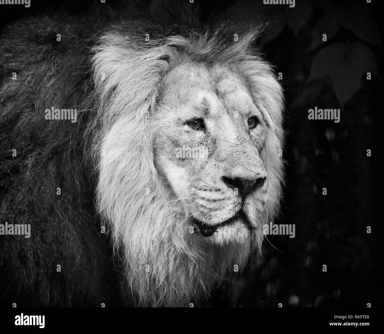 Male lion portrait black and white Stock Photo
