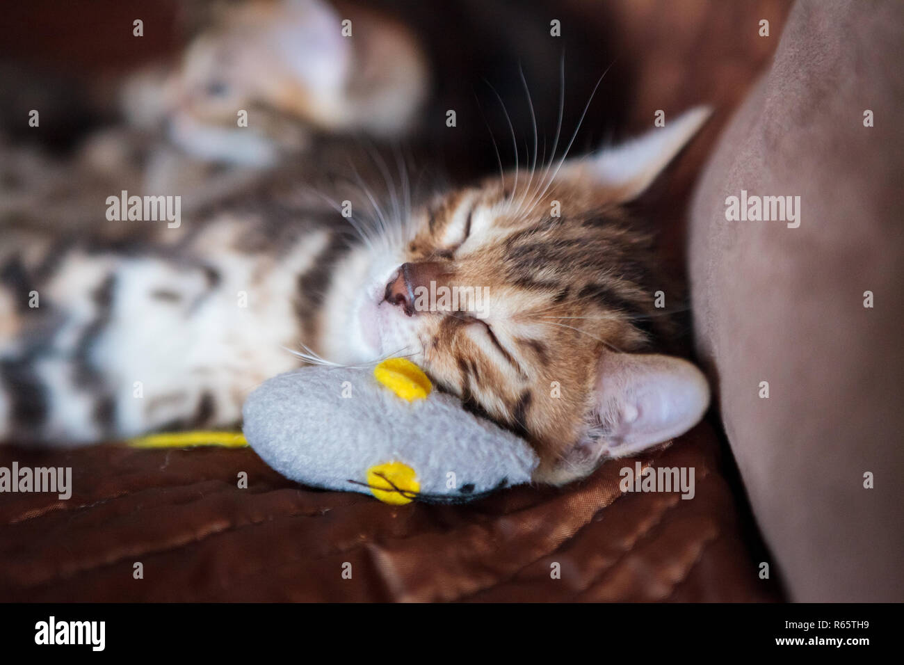Cute bengal cat kitten at home Stock Photo - Alamy