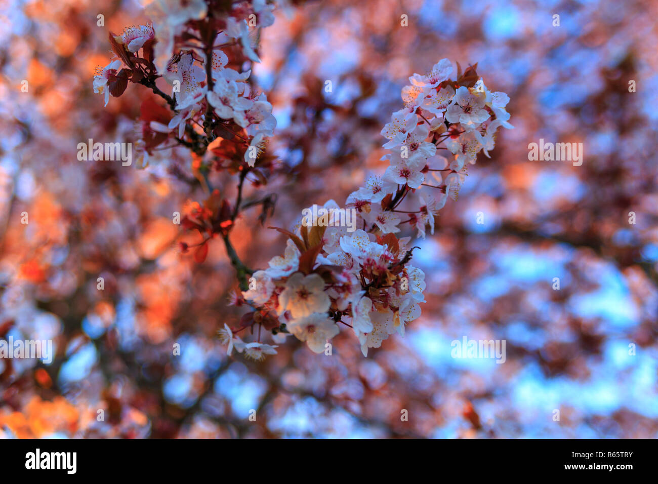 Cherry blossom in Vancouver BC Canada Stock Photo Alamy