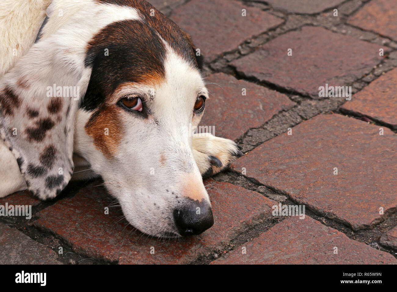 dog is resting on pavement Stock Photo