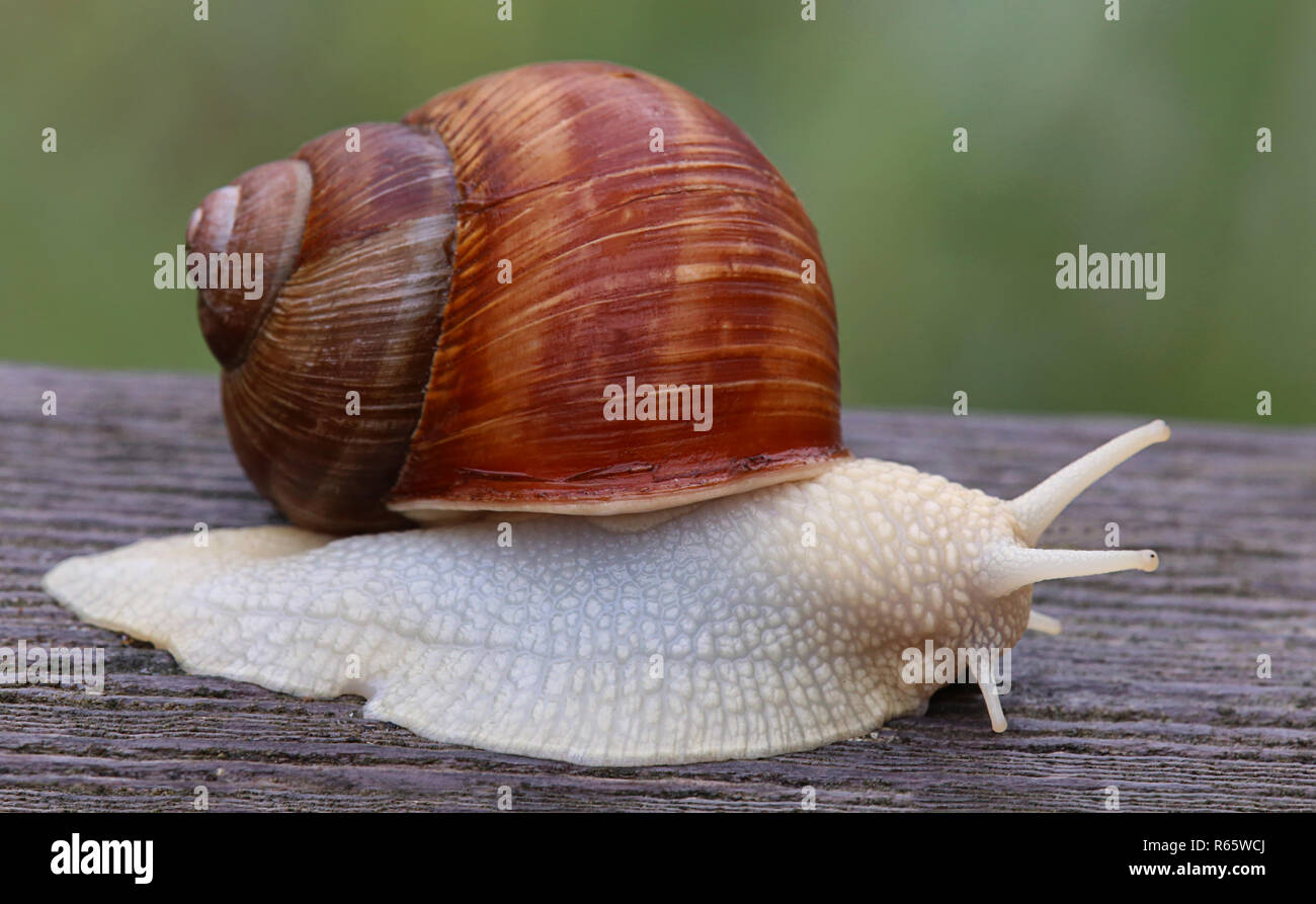 Snail up close hires stock photography and images Alamy