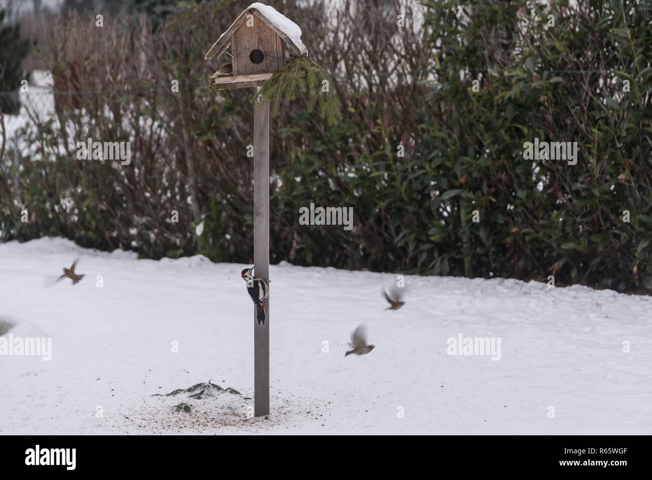 Vogelfutterhaus Stock Photos Vogelfutterhaus Stock Images Alamy