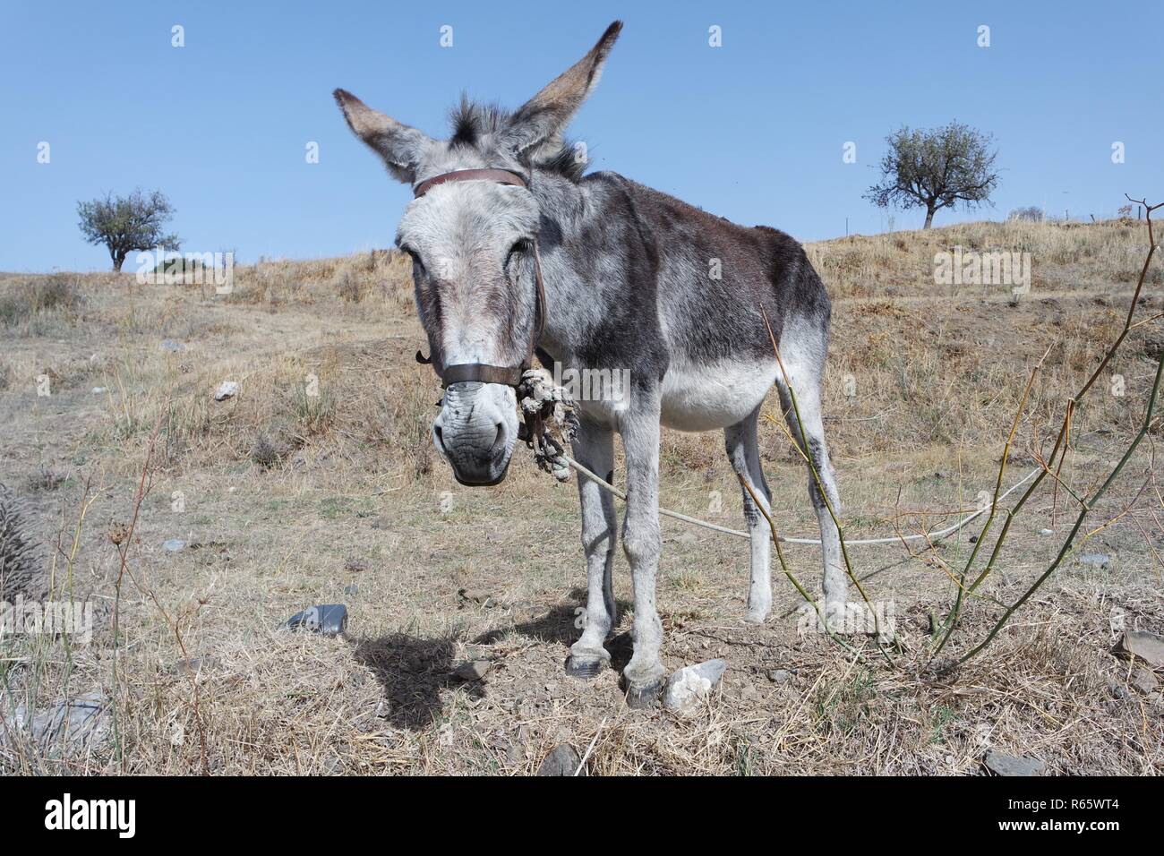 Essel hires stock photography and images Alamy