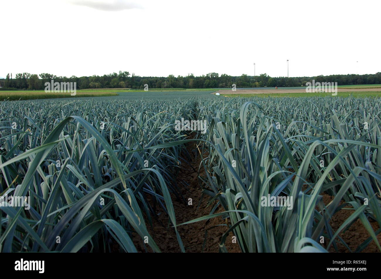leek cultivation in kandel in the palatinate Stock Photo