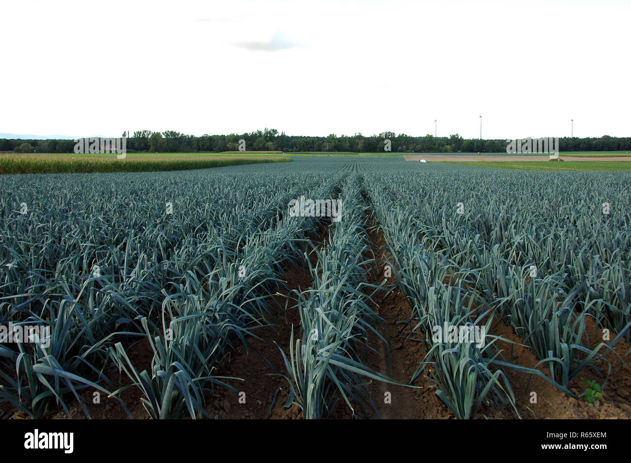 leek cultivation in kandel in the south palatinate Stock Photo