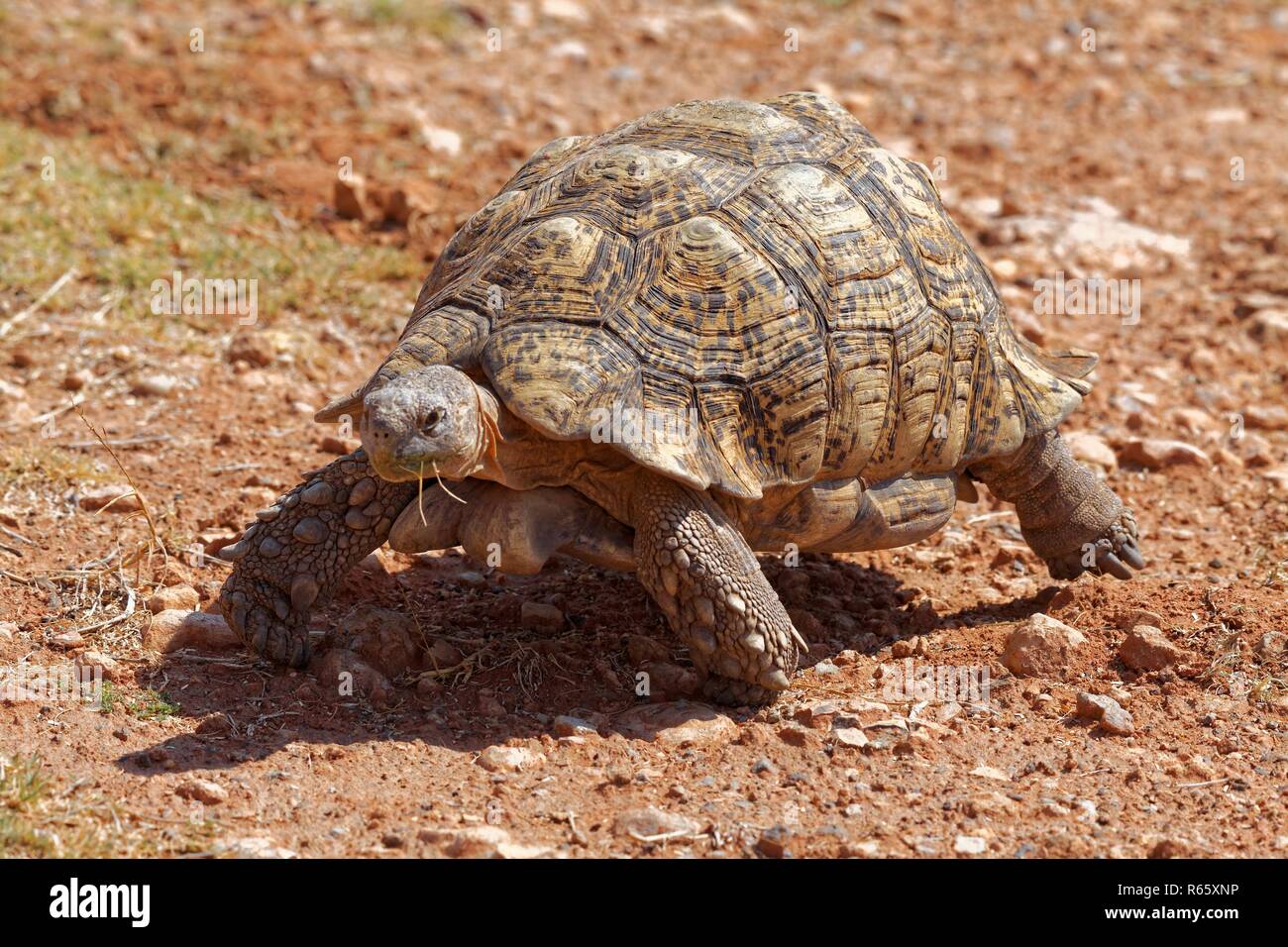 leopard tortoise Stock Photo