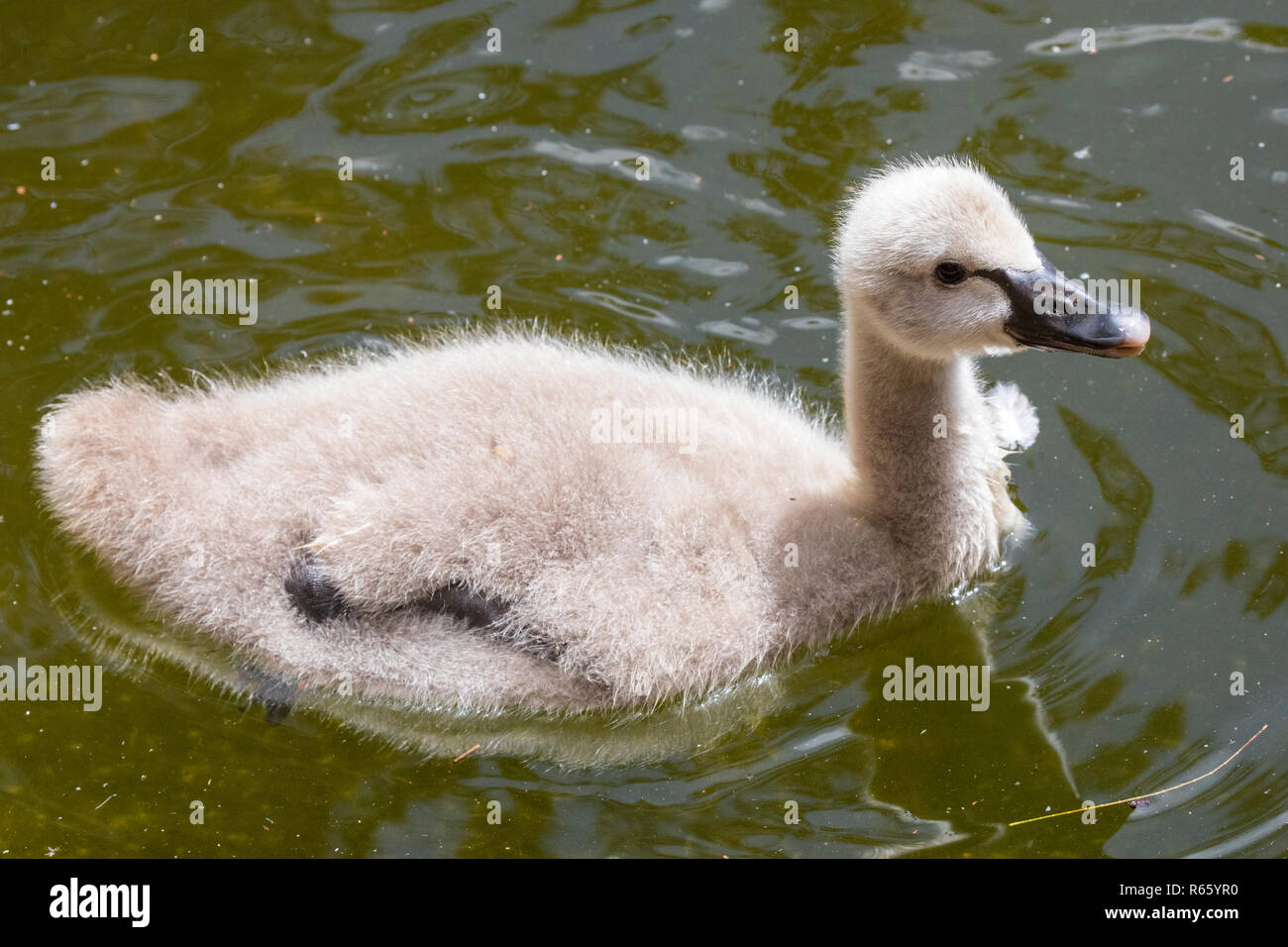 A baby Swan, known as a Stock Photo Alamy