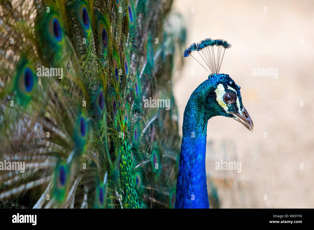 A close-up view of a Peacock Stock Photo - Alamy