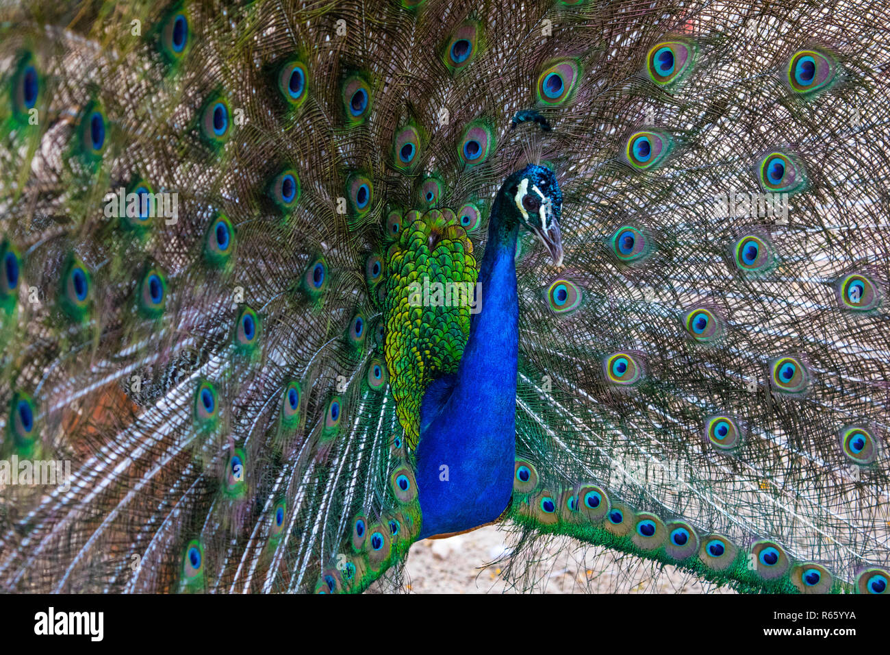 A close-up view of a Peacock Stock Photo - Alamy
