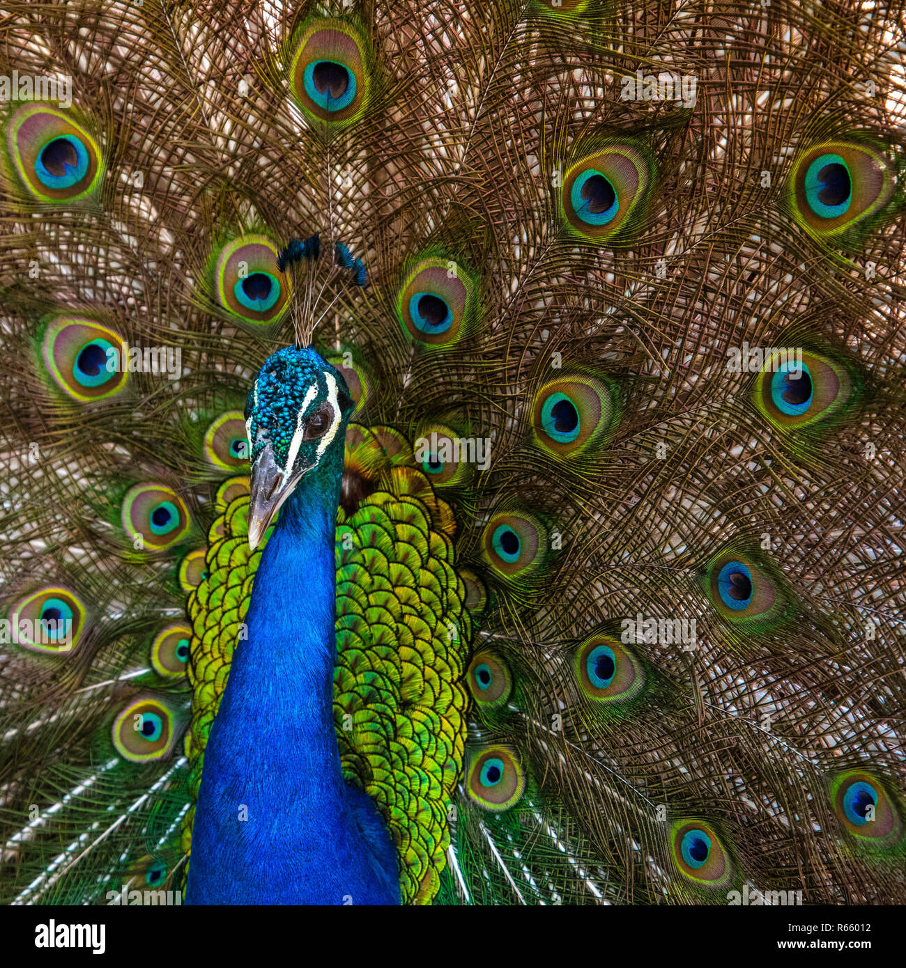 A close-up view of a Peacock Stock Photo - Alamy