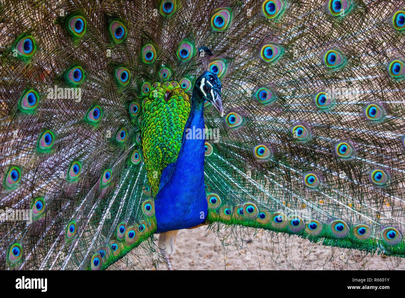 A close-up view of a Peacock Stock Photo - Alamy