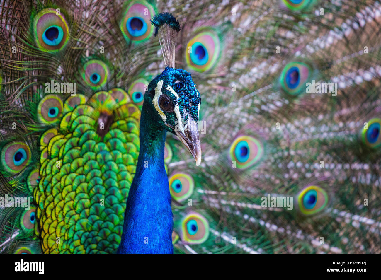 A close-up view of a Peacock Stock Photo - Alamy