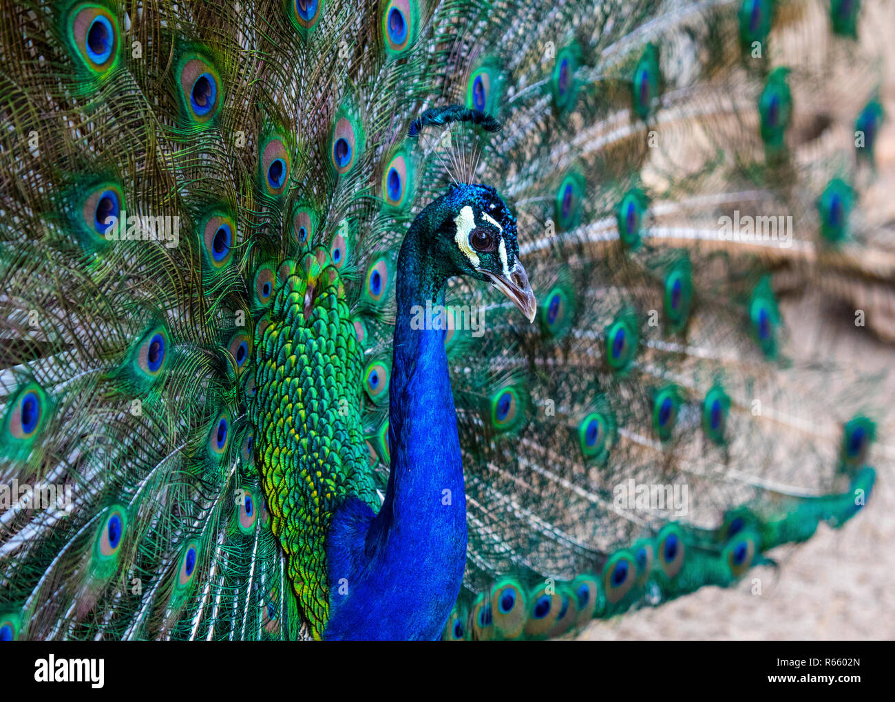 A close-up view of a Peacock Stock Photo - Alamy