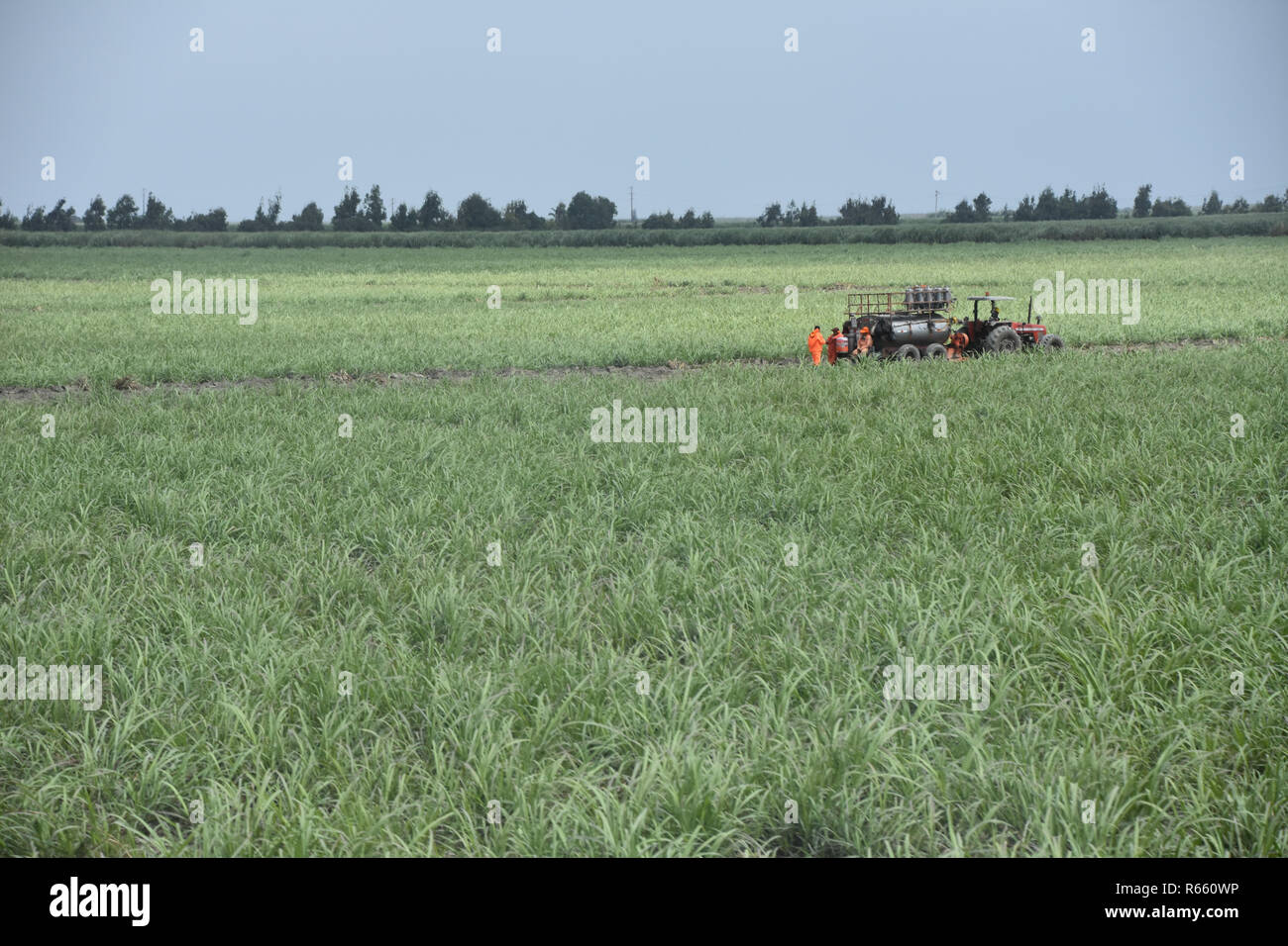 Workers in a Peruvian sugarcane field Stock Photo