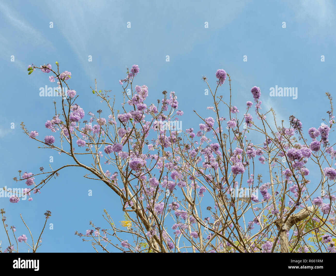 Jacaranda tree with lilac blossom Stock Photo