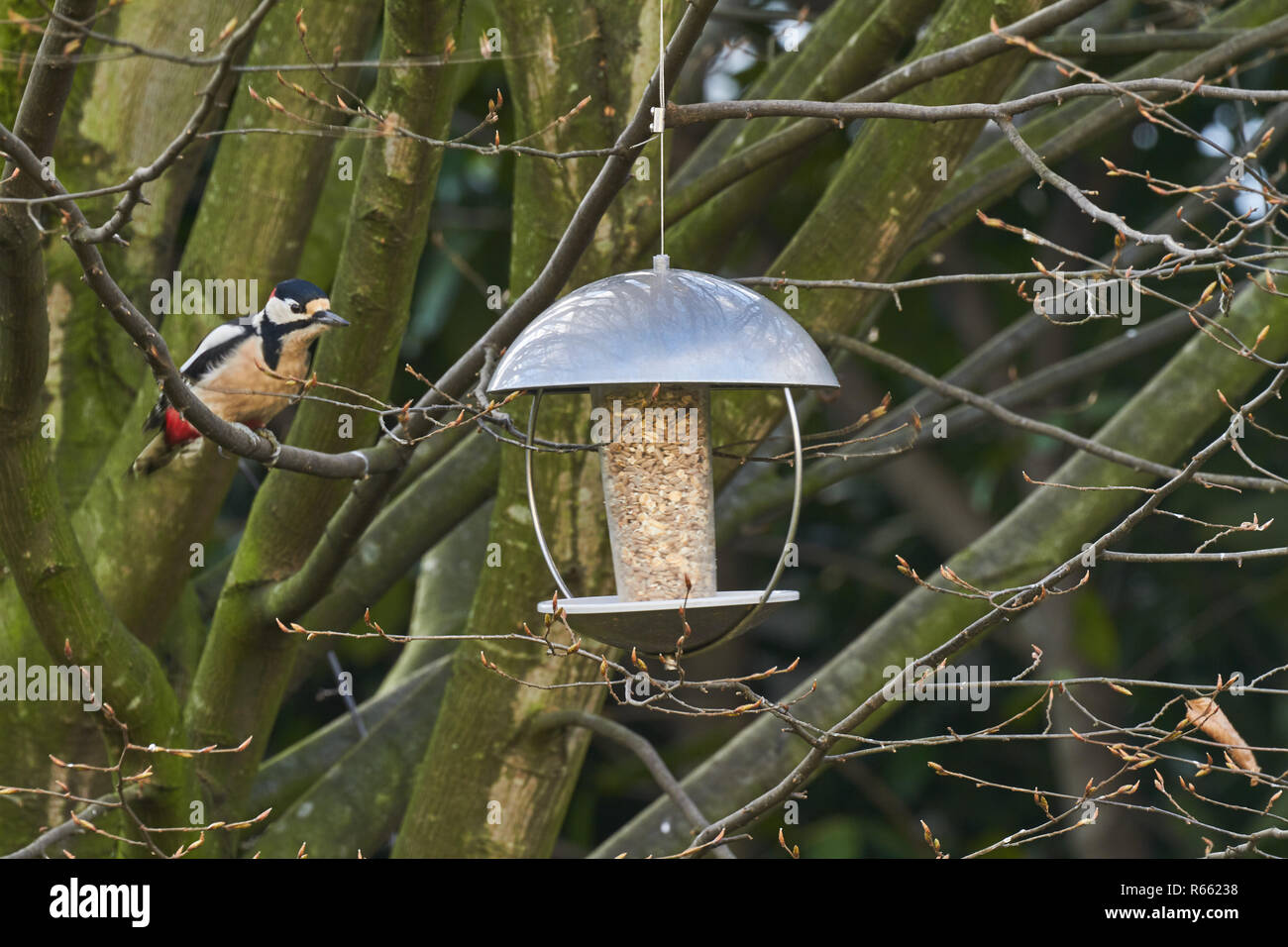 bird feeding in the winter Stock Photo Alamy