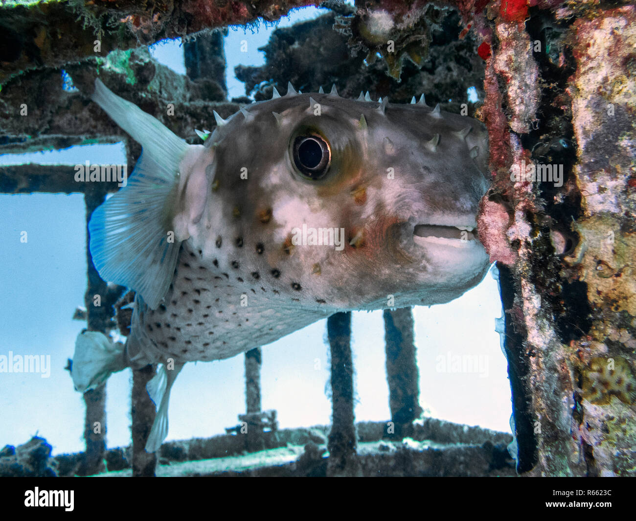 spotted hedgehog fish Stock Photo