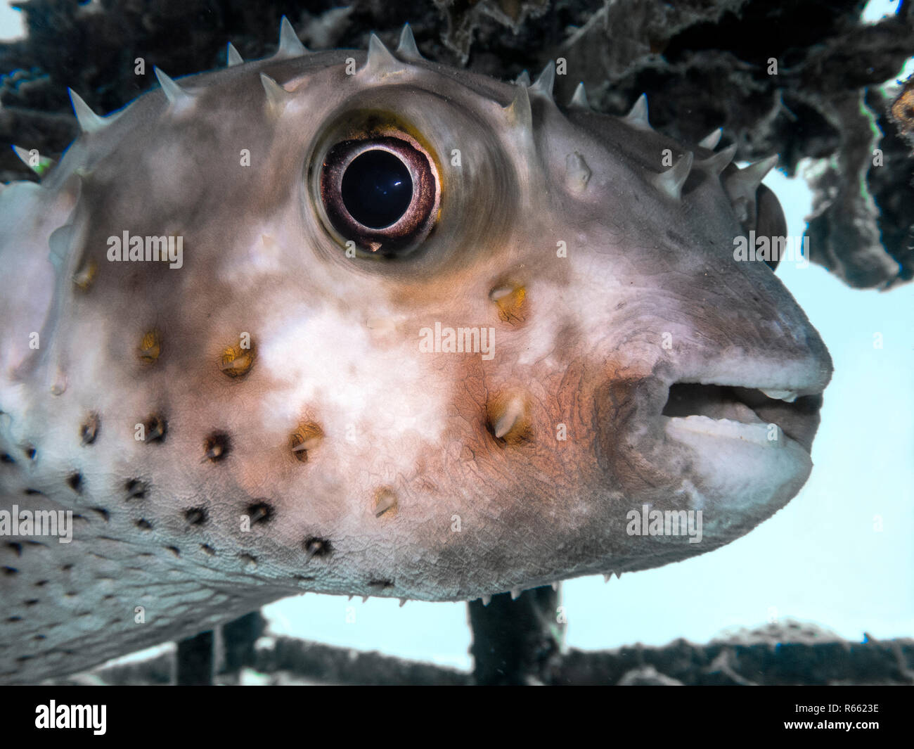 spotted hedgehog fish Stock Photo