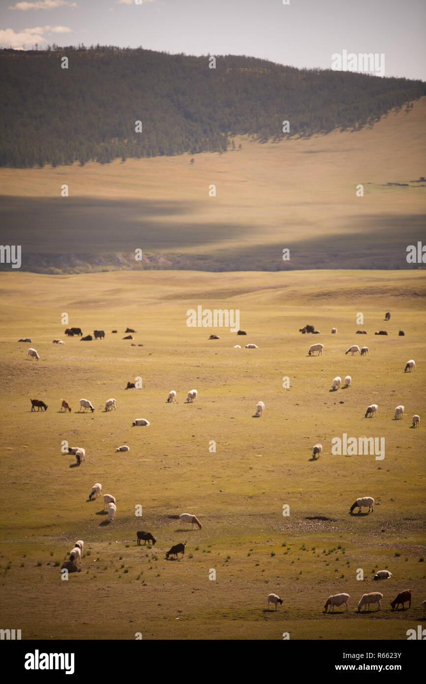 Sheep and goats in Mongolia Stock Photo - Alamy