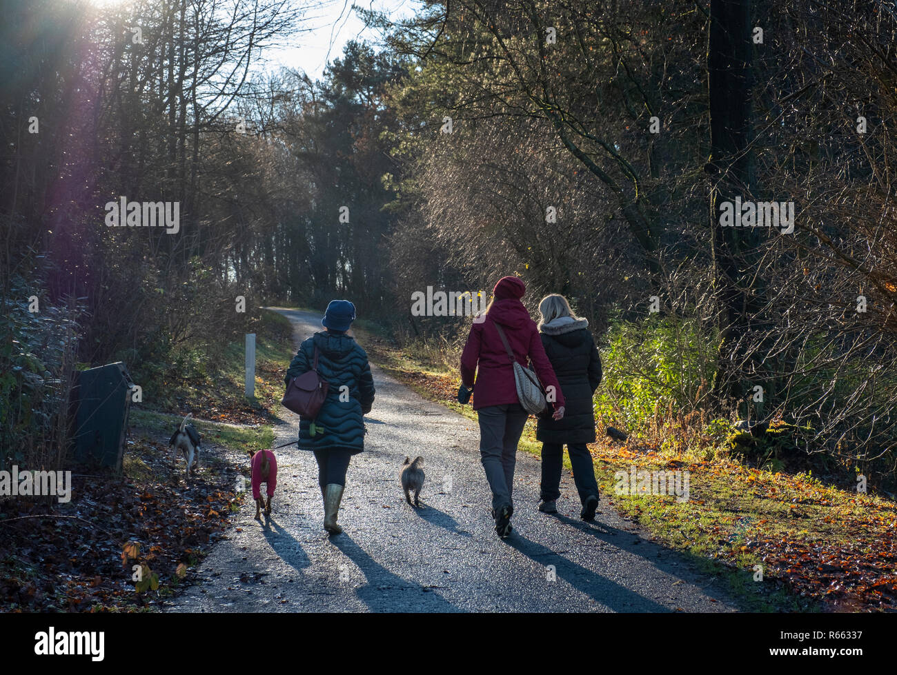Three women walking dogs in Almondell and Calderwood country park, West Lothian. Stock Photo