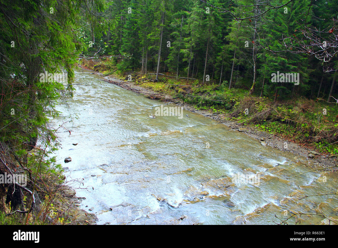 mountainous river in the forest of Carpathian mountains Stock Photo