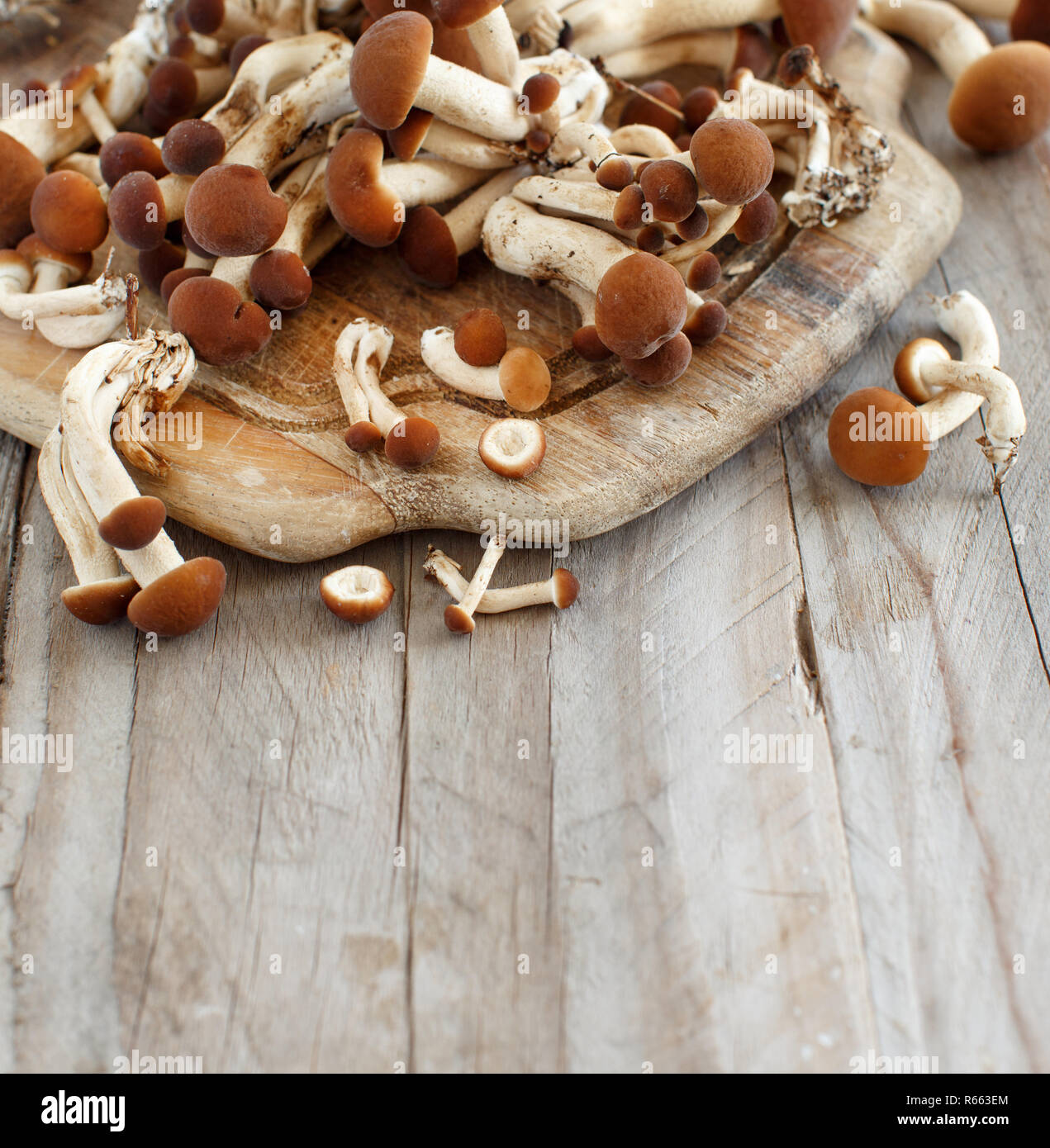 agrocybe-aegerita-mushrooms-pioppino-stock-photo-alamy