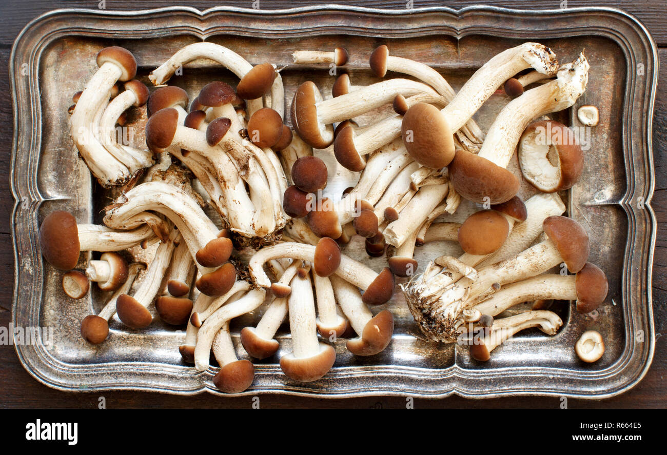 agrocybe-aegerita-mushrooms-pioppino-stock-photo-alamy