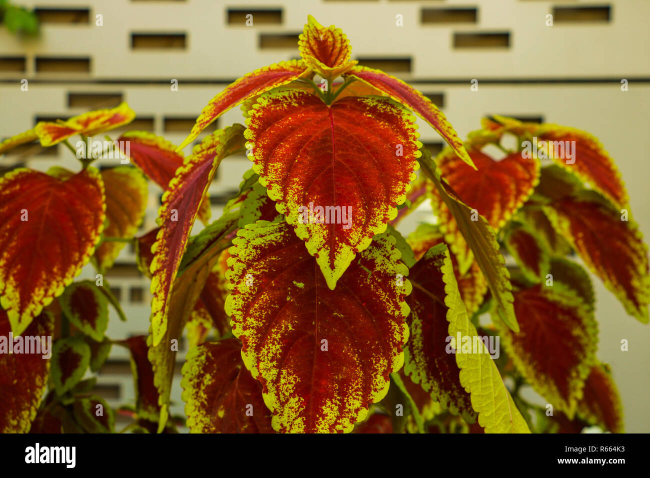 Begonia in flowerpot on wooden background. Genus of perennial flowering plants in the family Begoniaceae Stock Photo