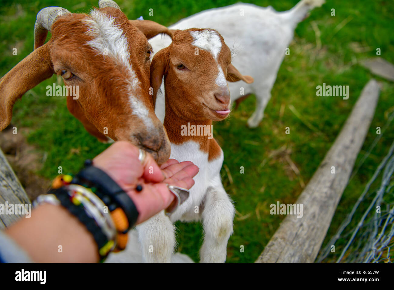 Cow Cat Stock Photos Cow Cat Stock Images Alamy