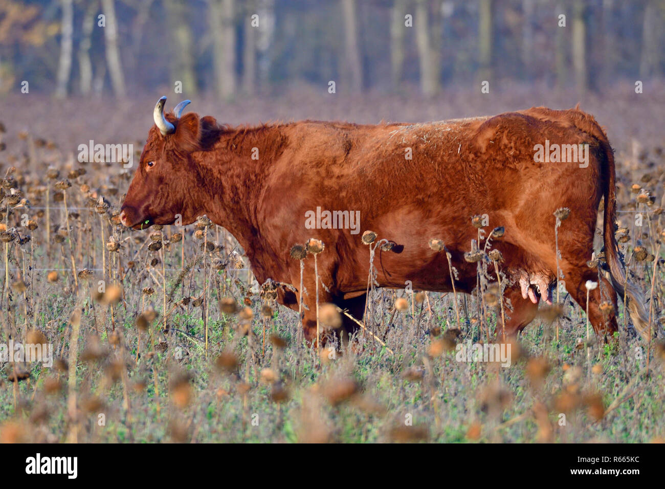 salers beef Stock Photo