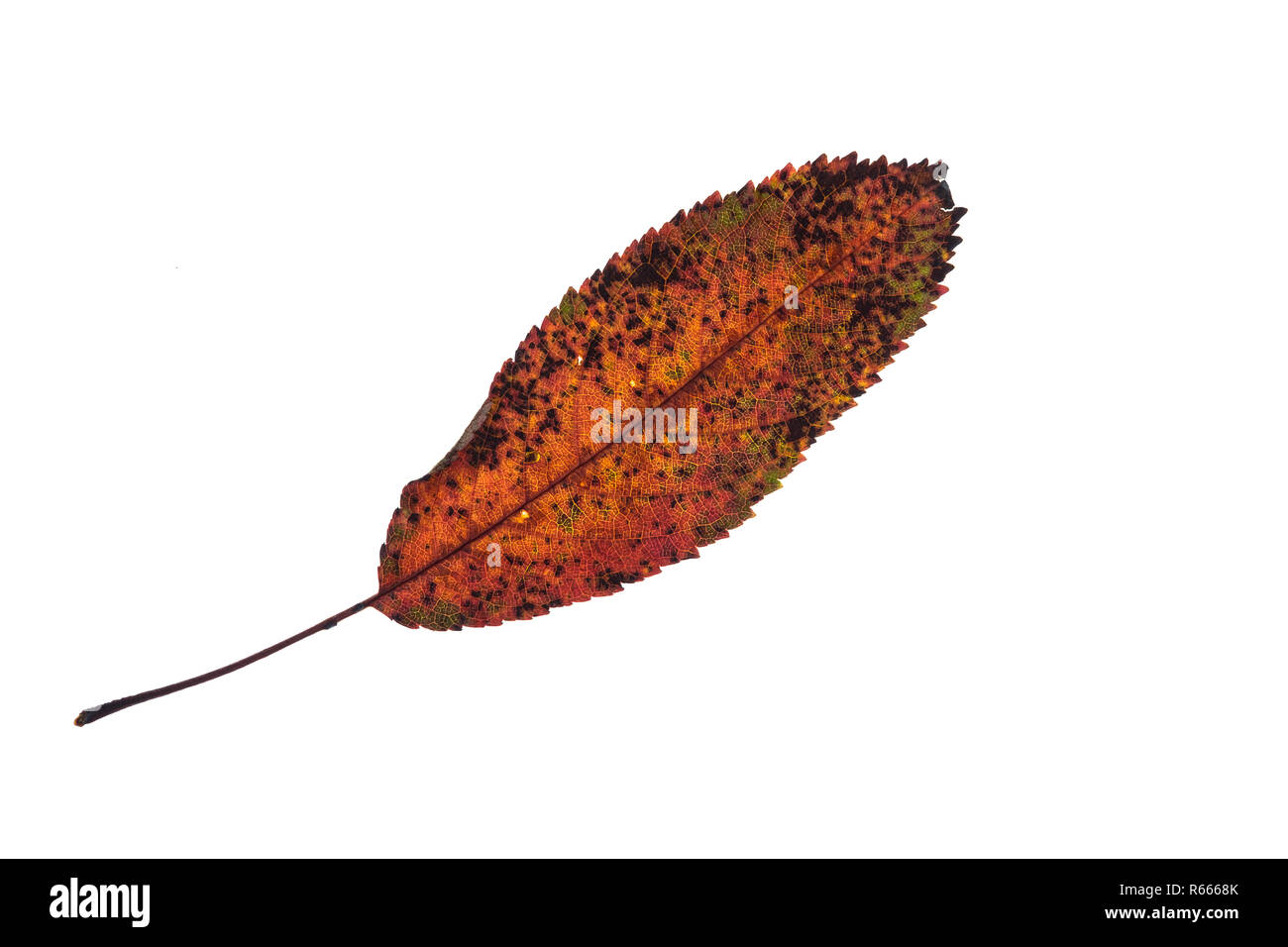 fruit tree leaf elongated serrated in orange brown coloring Stock Photo