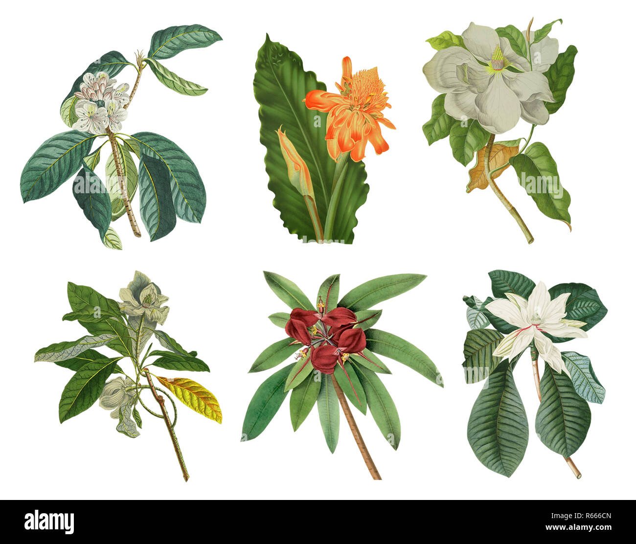 3 in 1, Best HD PNG VINTAGE FLOWER image in one pack Stock Photo