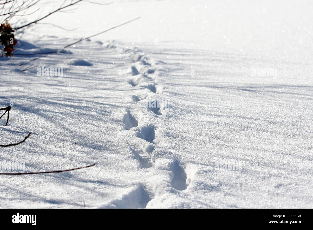 animal tracks in the cold white snow. animal tracks in winter Stock Photo