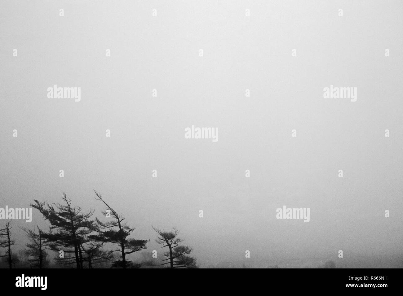 Tops Black and White Stock Photos & Images - Alamy